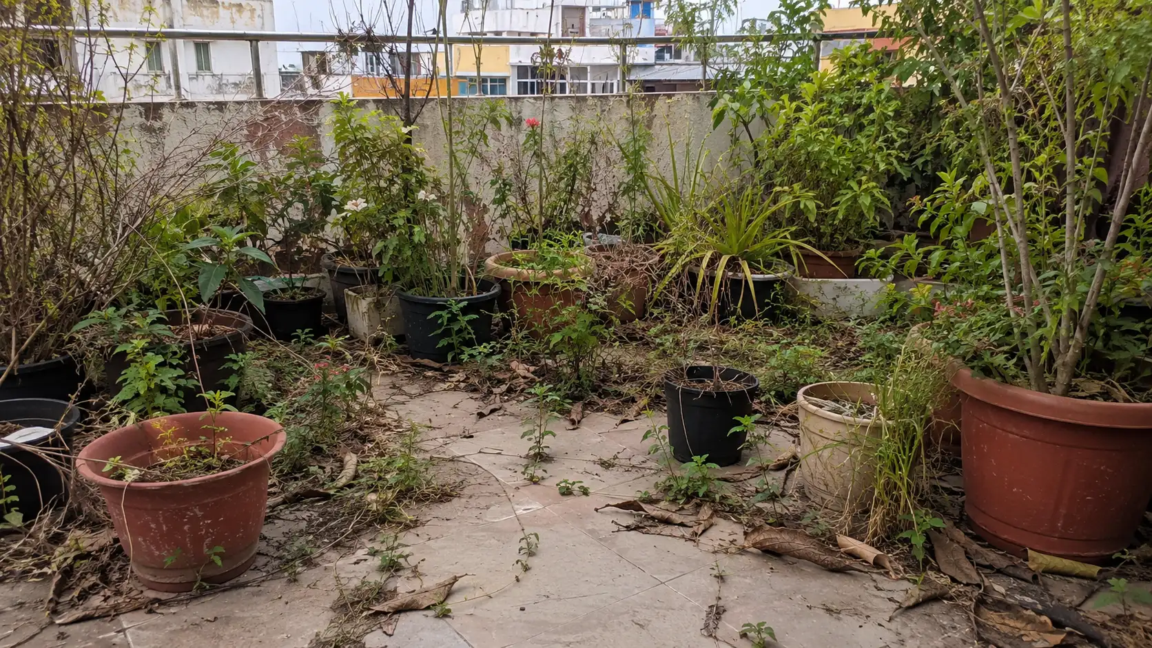 Weeds and Neglected Maintenance